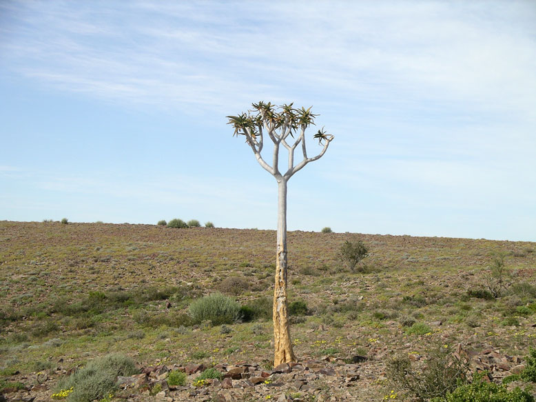 un arbol de aloe vera